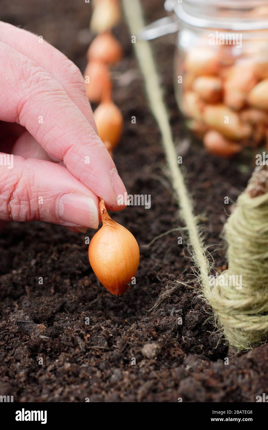 Allium cepa 'Centurion'. Zwiebelpflanzen in einem Frühlinggarten. Stockfoto