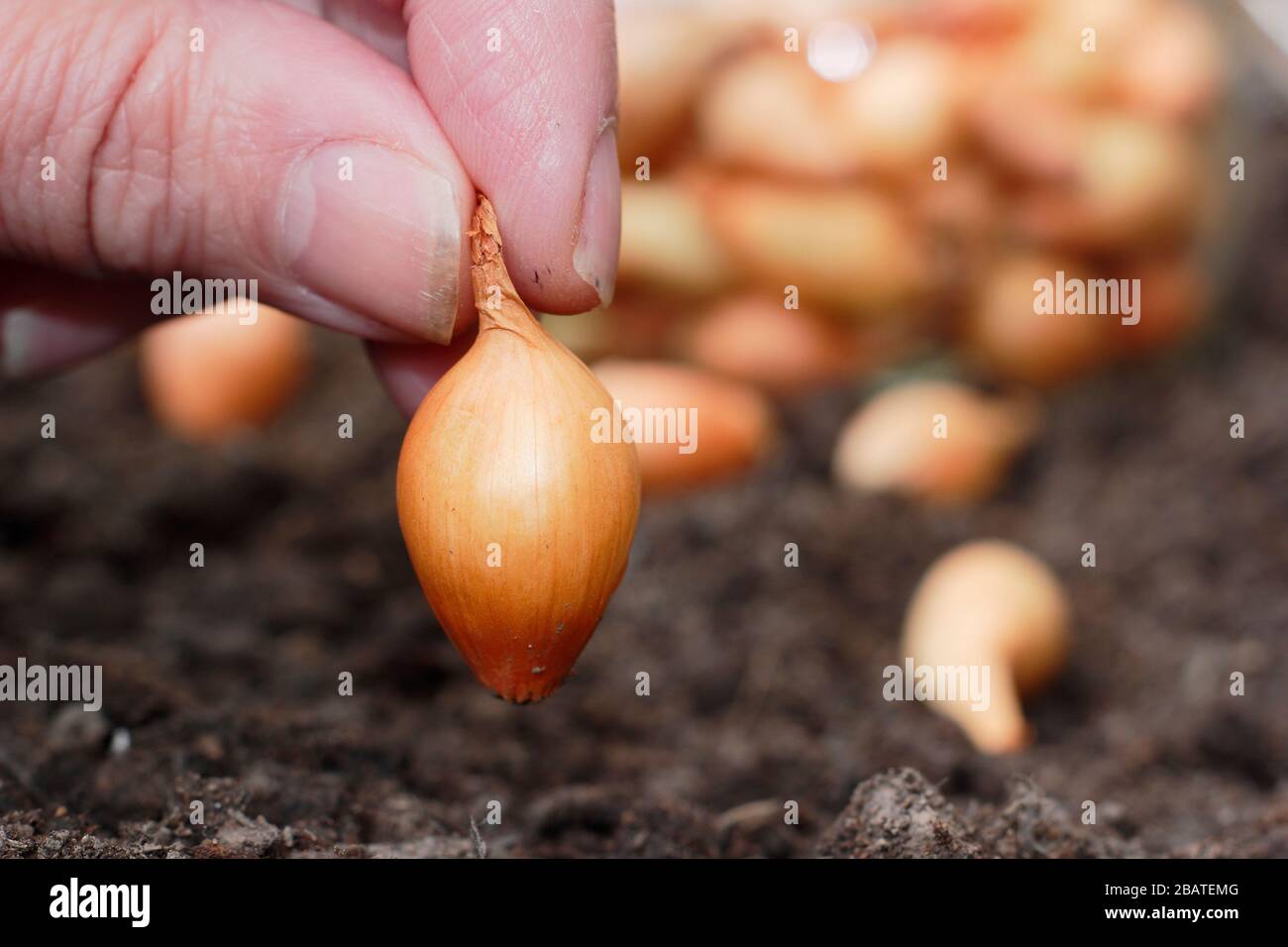 Allium cepa 'Centurion'. Zwiebelpflanzen in einem Frühlinggarten. Stockfoto