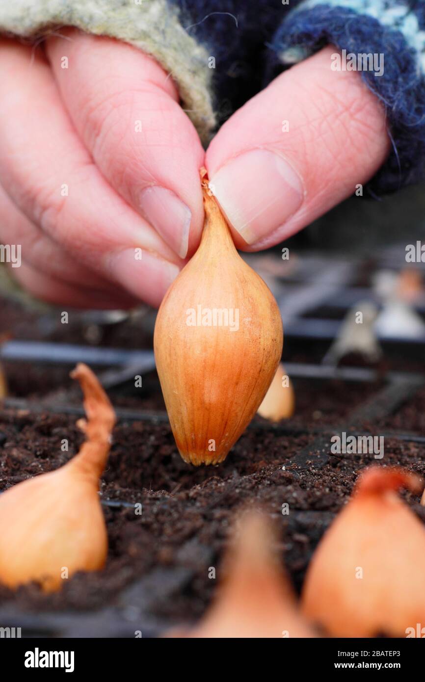 Allium cepa 'Centurion'. Zwiebelsätze werden in Innenräumen in Module gepflanzt, um ihnen einen starken Start zu geben, bis sich der Boden erwärmt. Stockfoto