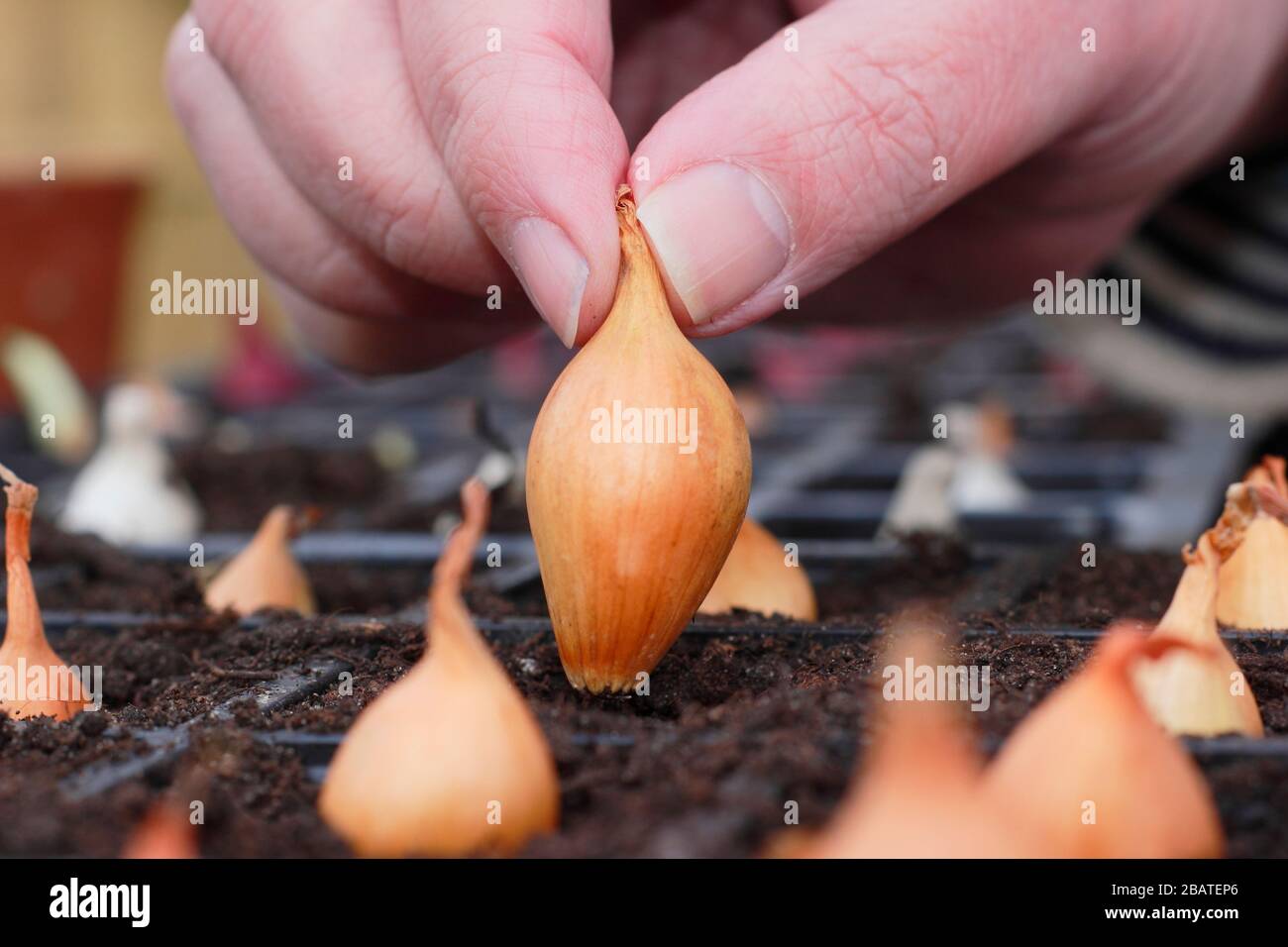 Allium cepa 'Centurion'. Zwiebelsätze werden in Innenräumen in Module gepflanzt, um ihnen einen starken Start zu geben, bis sich der Boden erwärmt. Stockfoto