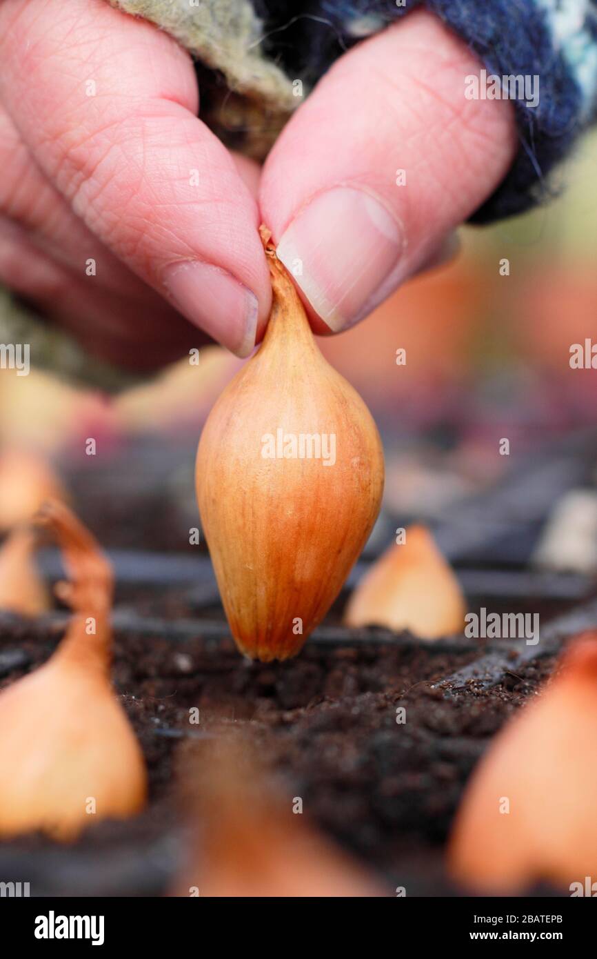 Allium cepa 'Centurion'. Zwiebelsätze werden in Innenräumen in Module gepflanzt, um ihnen einen starken Start zu geben, bis sich der Boden erwärmt. Stockfoto