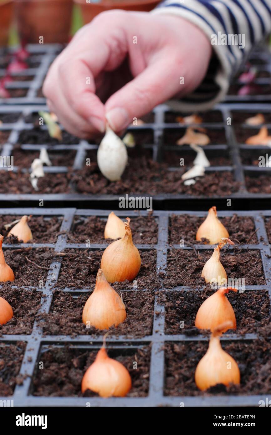 Allium Cepa 'Centurion' und 'Snowball'. Zwiebelsätze werden in Innenräumen in Module gepflanzt, um ihnen einen starken Start zu geben, bis sich der Boden erwärmt. Stockfoto