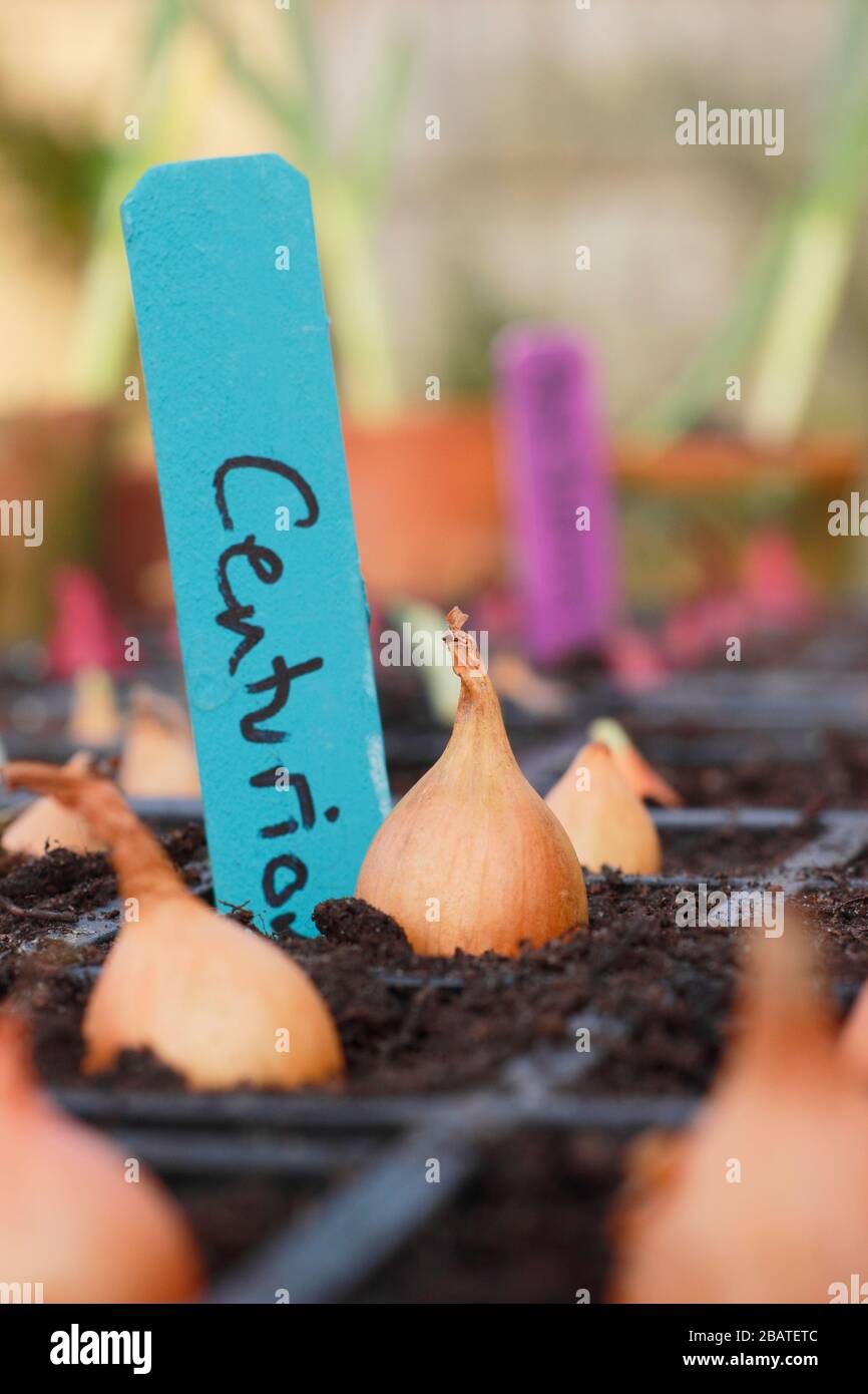 Allium cepa 'Centurion', 'Snowball' und 'Red Baron'. Zwiebelsätze, die in Module gepflanzt wurden, um ihnen einen starken Start zu geben, bis sich die Bedingungen im Freien verbessern. Stockfoto