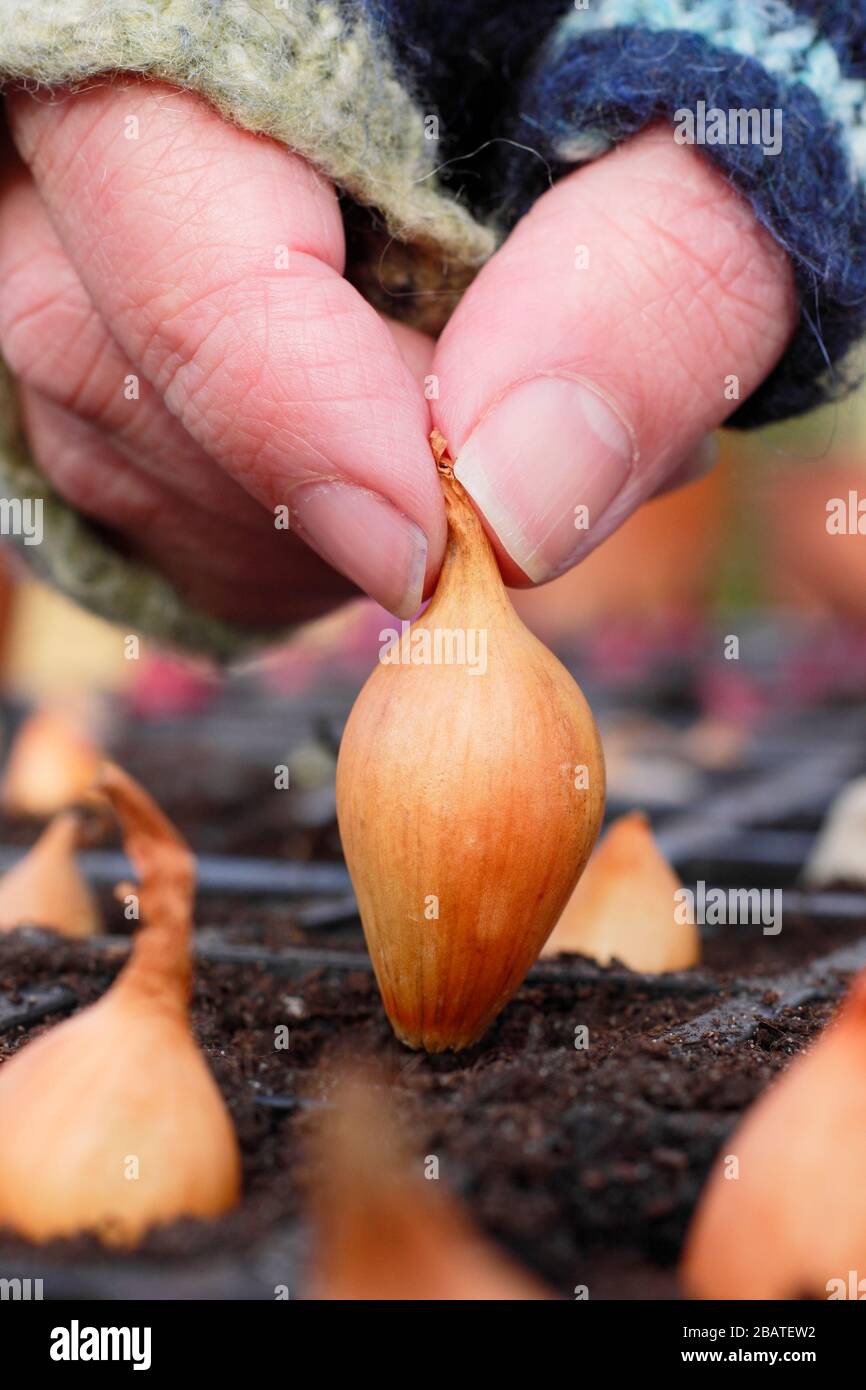 Allium cepa 'Centurion'. Zwiebelsätze werden in Innenräumen in Module gepflanzt, um ihnen einen starken Start zu geben, bis sich der Boden erwärmt. Stockfoto