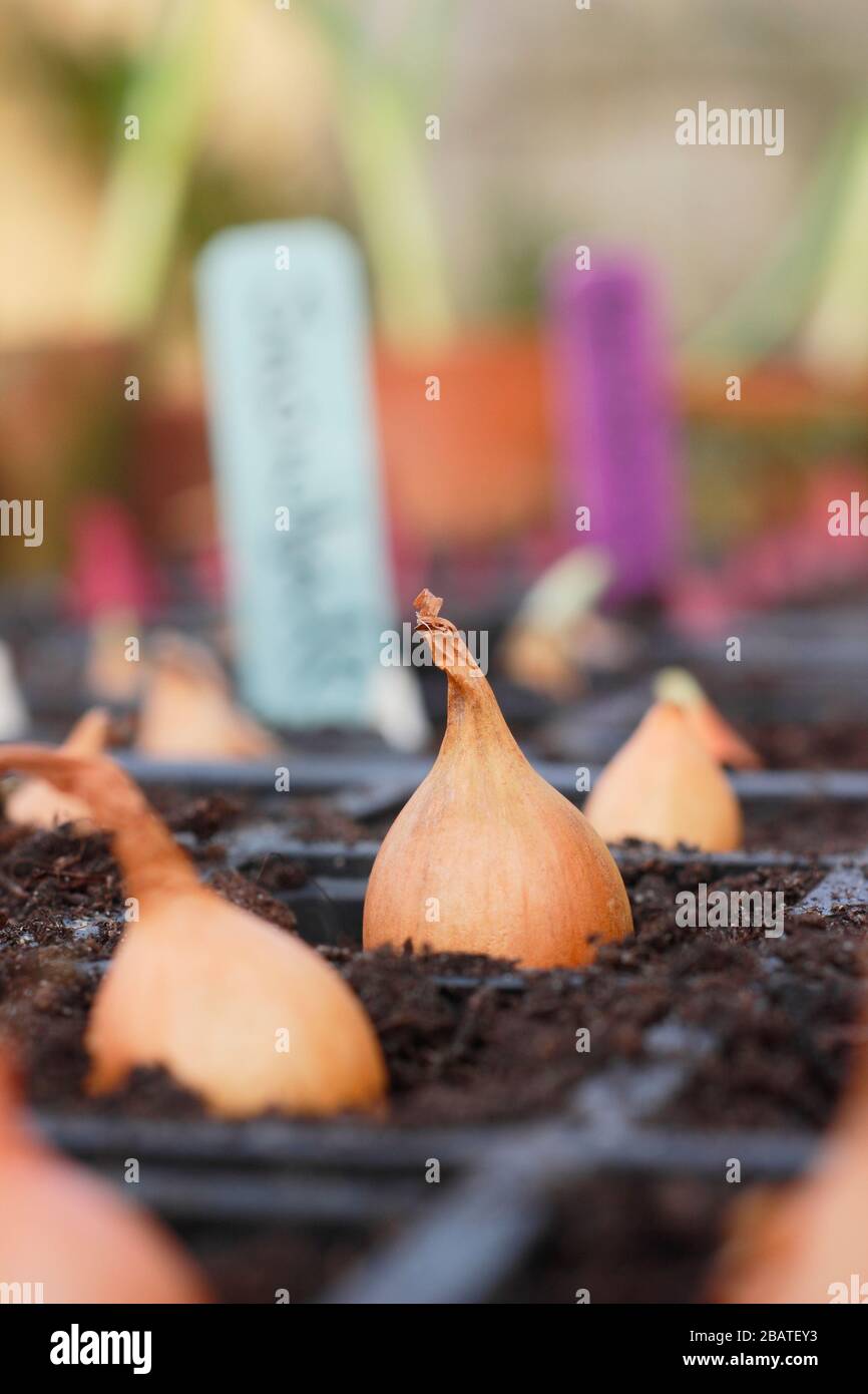 Allium cepa 'Centurion', 'Snowball' und 'Red Baron'. Zwiebelsätze, die in Module gepflanzt wurden, um ihnen einen starken Start zu geben, bis sich die Bedingungen im Freien verbessern. Stockfoto