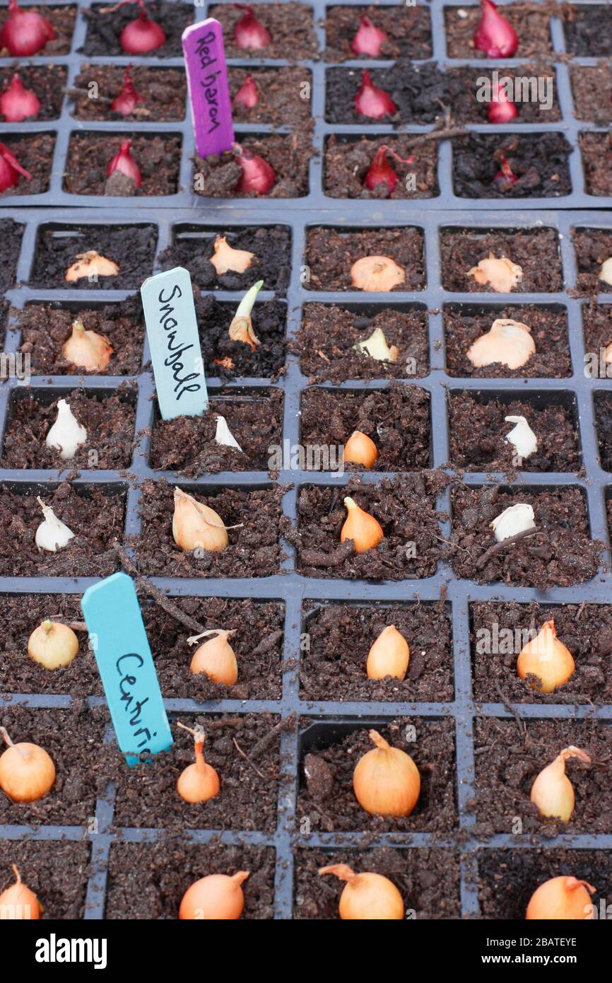 Allium Cepa. Zwiebelsätze (Centurion, Snowball und Red Baron) werden für einen starken Start in modulare Tabletts gepflanzt. Stockfoto