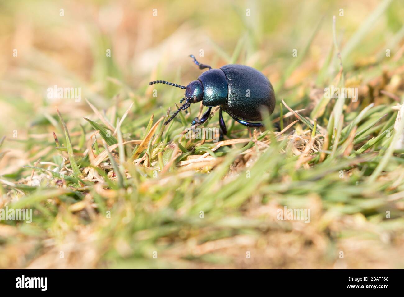 Weniger blutig-nasener Käfer (Timarcha goettingensis) im frühen Frühjahr. Sussex, Großbritannien. Stockfoto