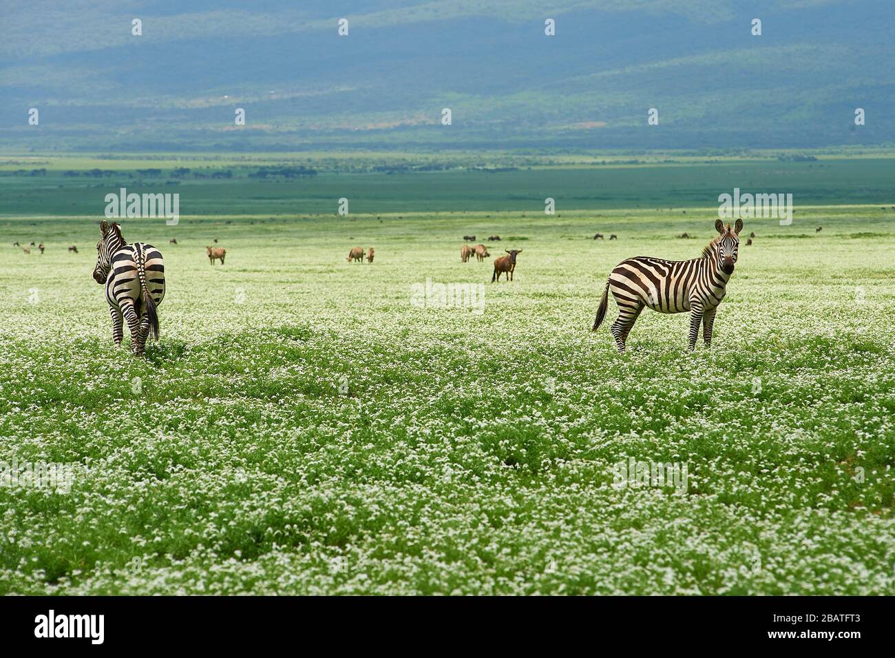 Zebras und wildeste Weide auf den üppig-weiß blühenden Oldupai-Ebenen in Tansania Stockfoto