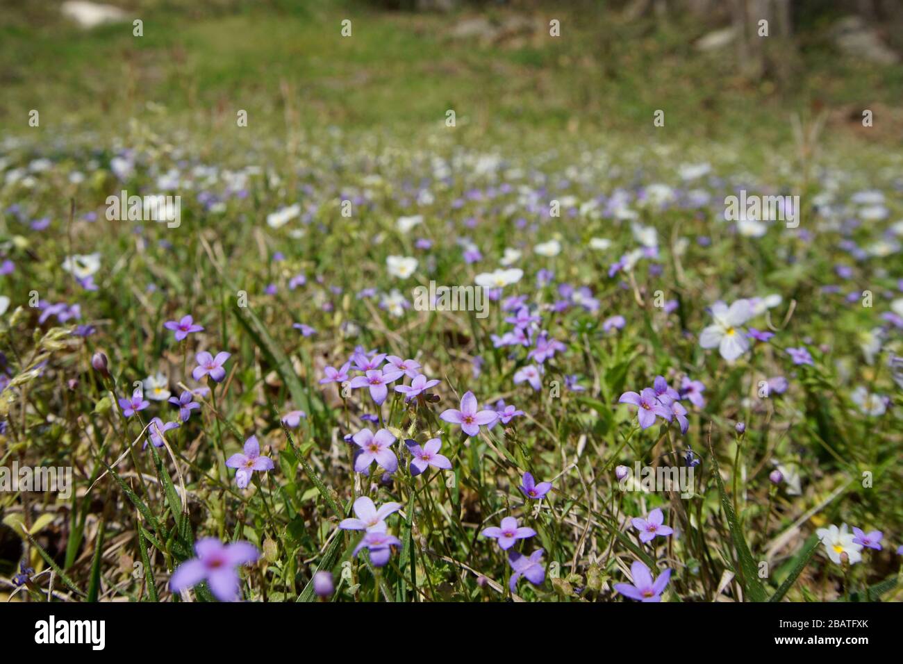 Ein Fleck von bluets und weißen Veilchen blüht im Frühjahr. Selektiver Fokus mit Vorder- und Hintergrund verschwommen. Stockfoto