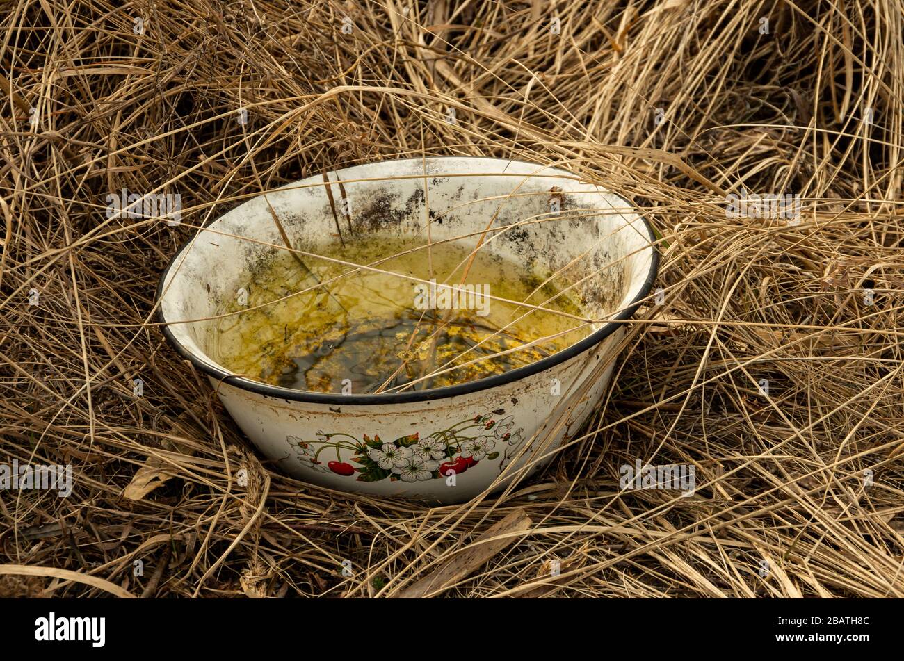 Alte Schüssel mit Wasser, hohes Gras im Frühjahr, Trockenrasen Stockfoto