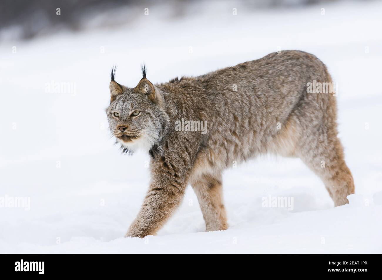 Canada Lynx (Lynx canadensis) Jagd, Winter, Nordamerika, von Dominique Braud/Dembinsky Photo Assoc Stockfoto