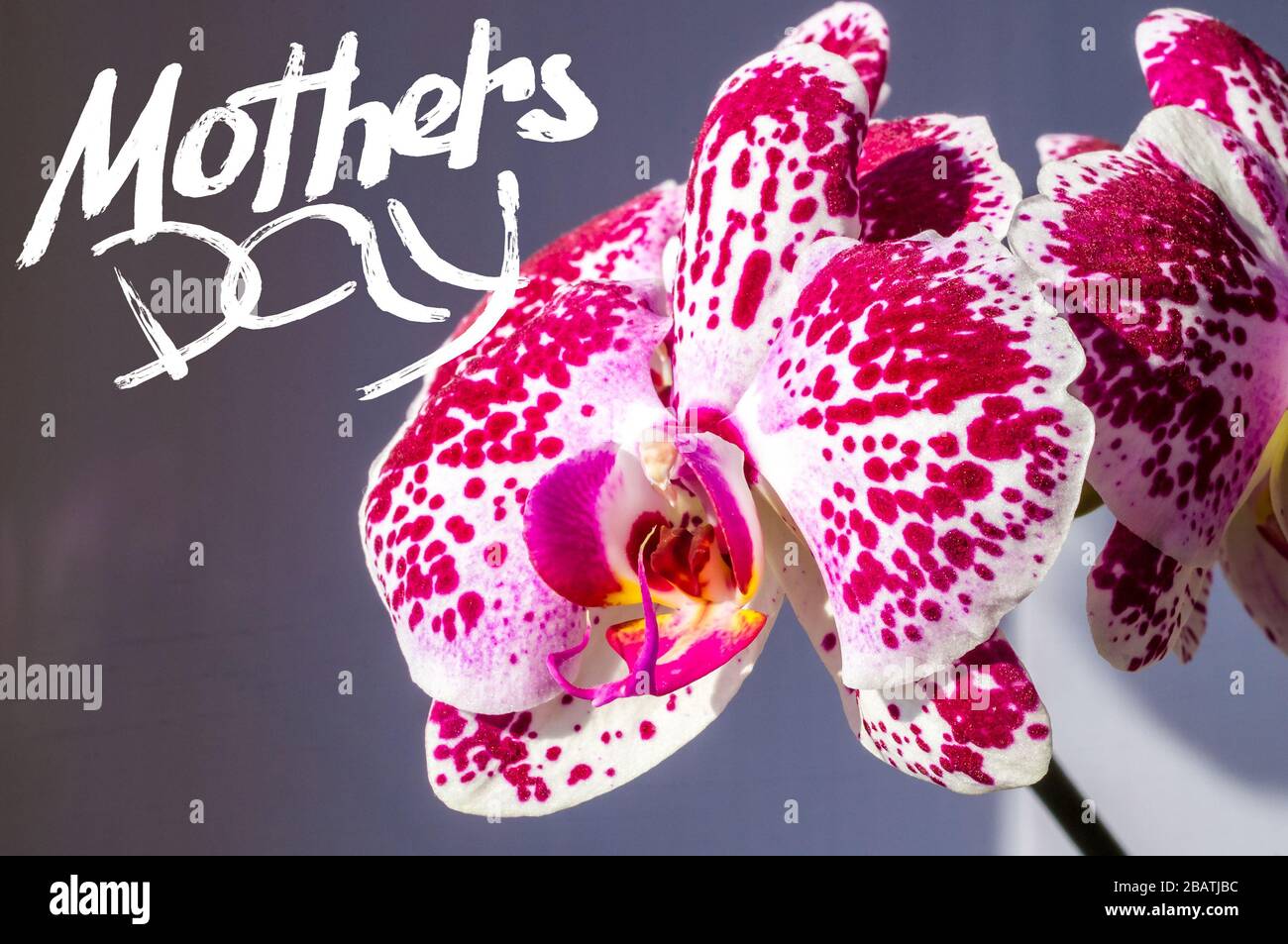 Ferienkarte - blühende bunte Orchideen, Weihnachtsgrüße, handschriftliche Aufschrift mit einem Pinsel-Muttertag, Grußschrift. Stockfoto