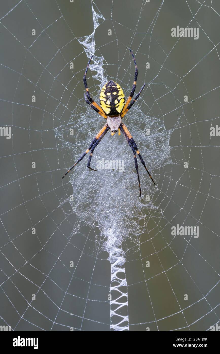 Argiope-Spinne (Argiope aurantia) im Internet, E USA, von Dominique Braud/Dembinsky Photo Assoc Stockfoto