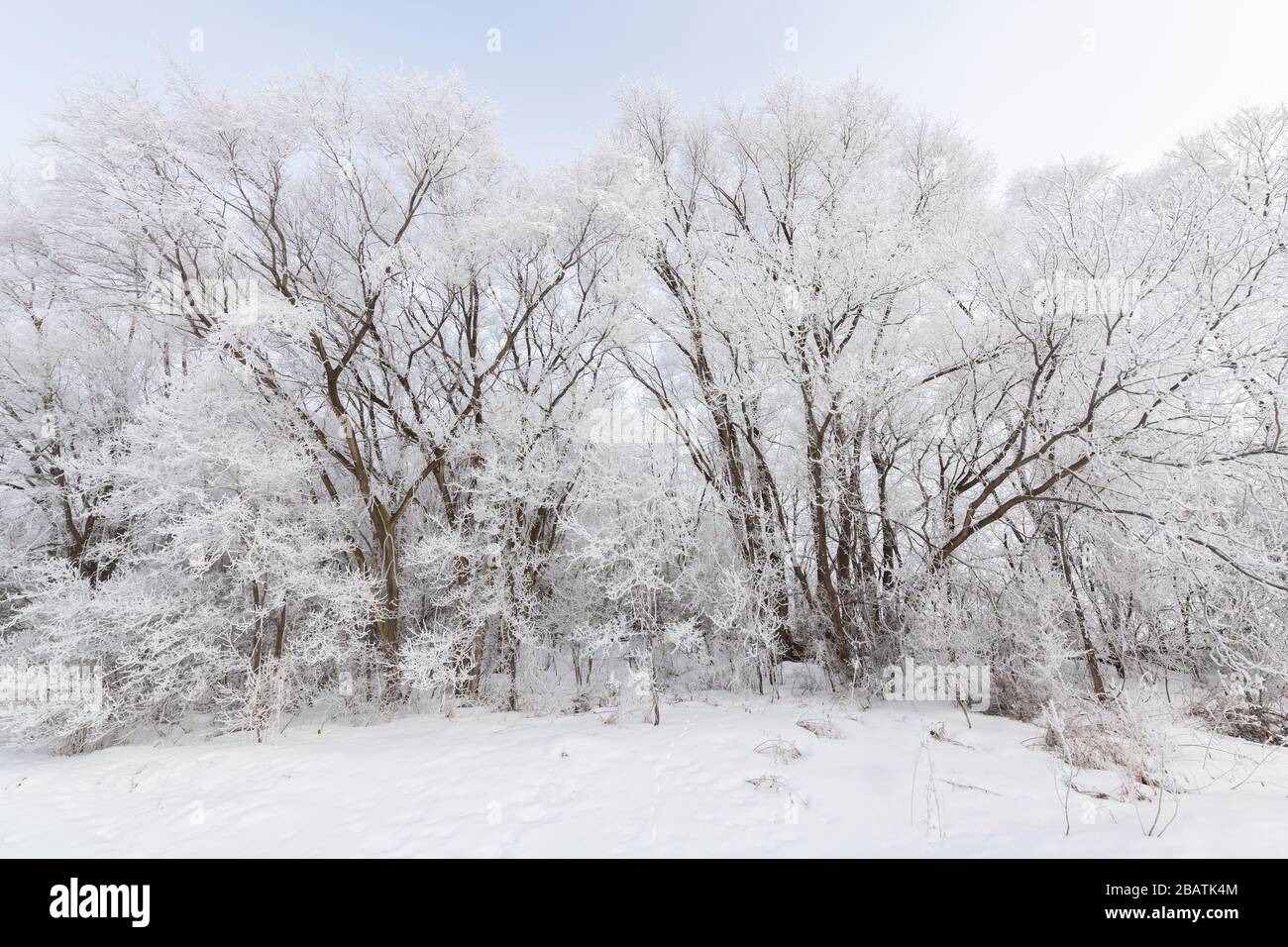 Hoarfrost auf Bäumen, Minnesota, USA, von Dominique Braud/Dembinsky Photo Assoc Stockfoto