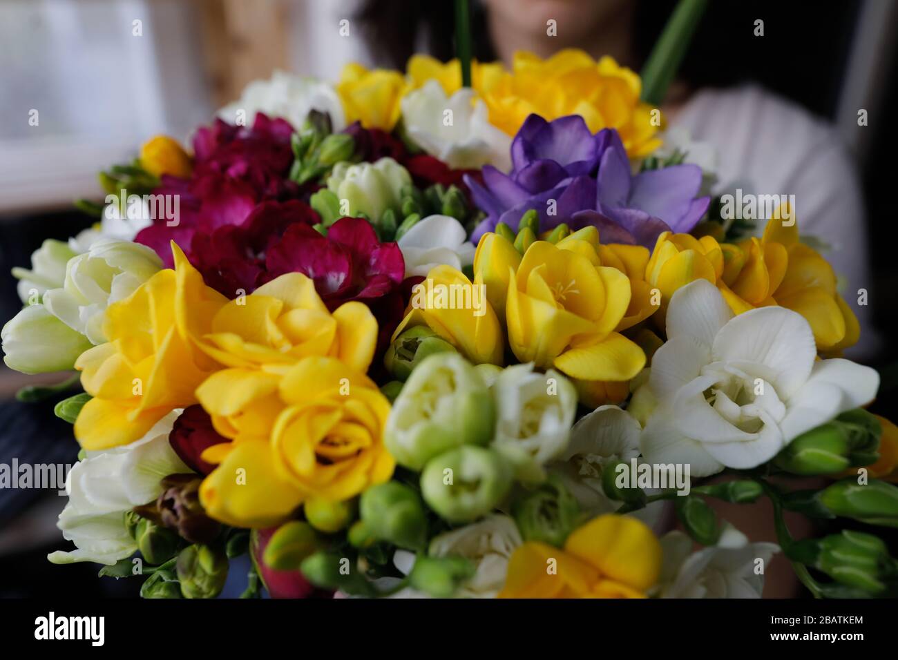 Geringe Schärfentiefe (selektiver Fokus) mit einer Frau, die einen frischen Blumenstrauß Freesias hält. Stockfoto
