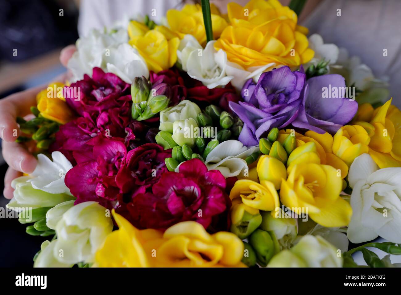Geringe Schärfentiefe (selektiver Fokus) mit einer Frau, die einen frischen Blumenstrauß Freesias hält. Stockfoto