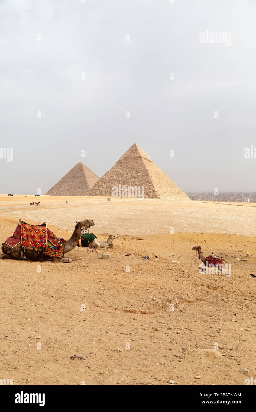Kamele sitzen auf dem Giza-Plateau in Kairo, Ägypten. Im Hintergrund stehen die großen Pyramiden von Gizeh. Stockfoto