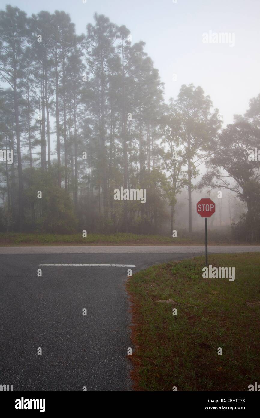 Ländliche, Landstraße in starkem Nebel bei Tagesanbruch Stockfoto