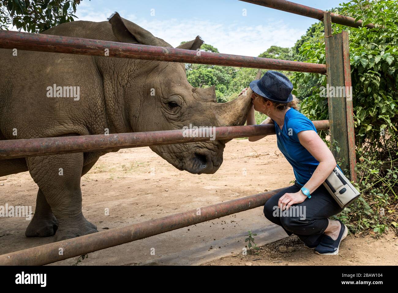 Frau, die in der Wildlife Education Center in Entebbe, in Uganda, Fedora kissing südweißes Nashorn (Ceratotherium simum simal) trägt Stockfoto