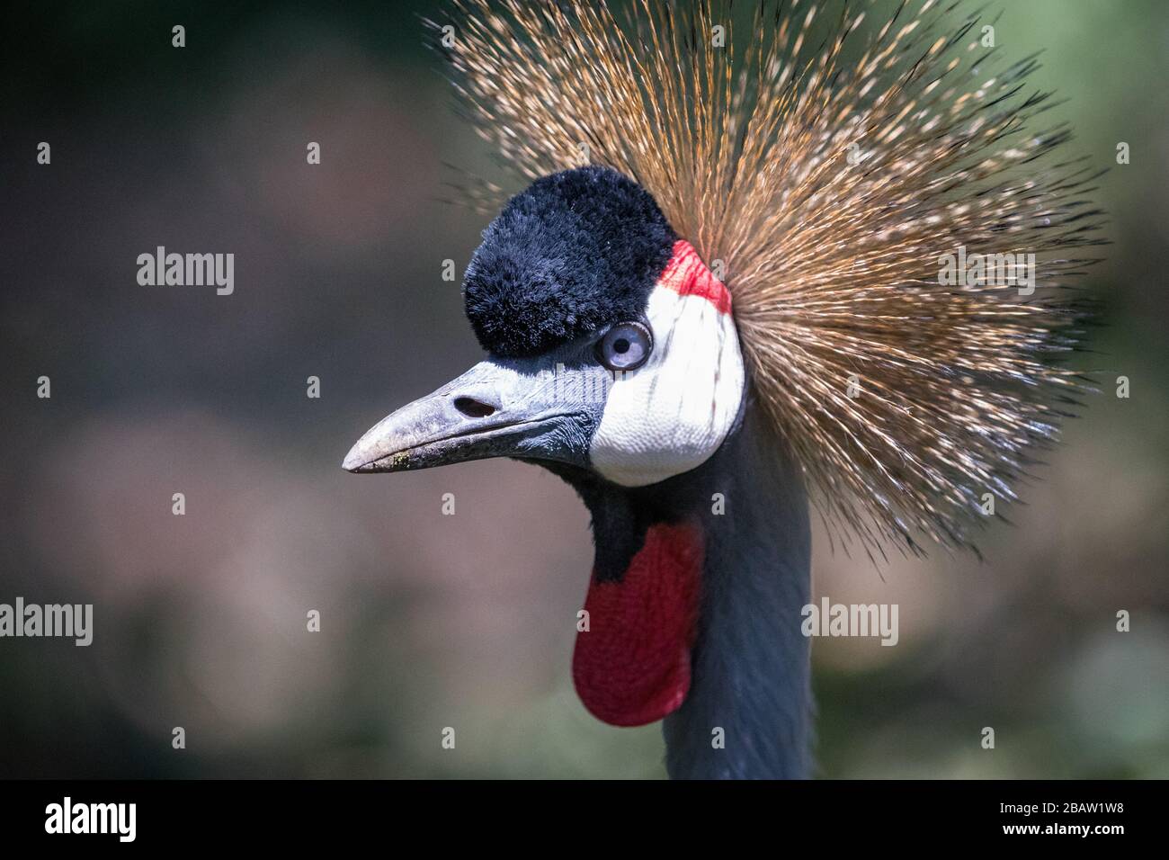 Portrait des Kran (Balearica regulorum gibbericeps), in Uganda Stockfoto