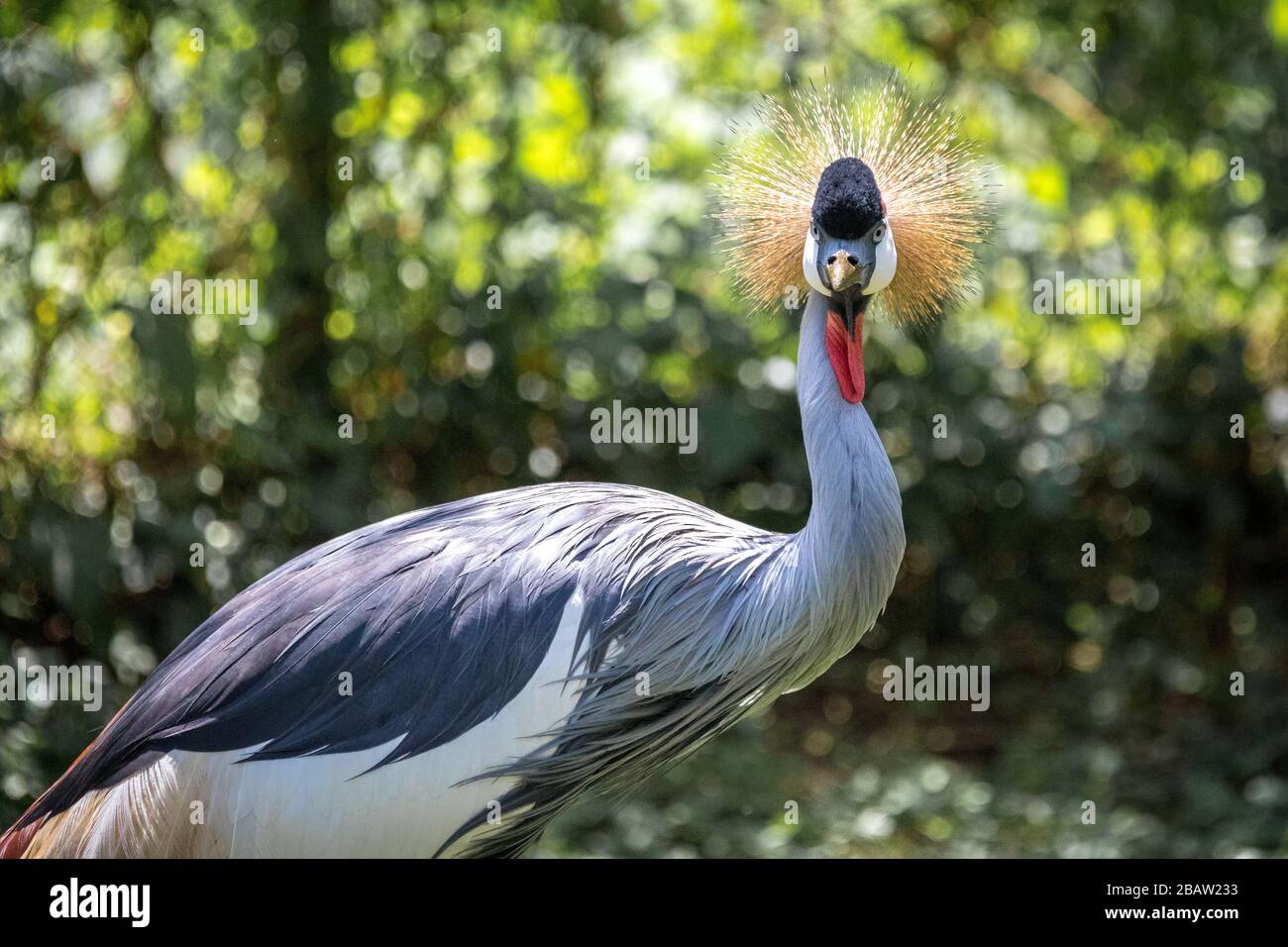 Portrait des Kran (Balearica regulorum gibbericeps), in Uganda Stockfoto