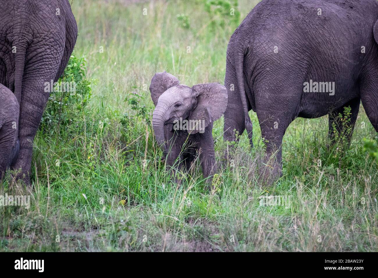 Porträt der mutter und des Babys des afrikanischen Elefanten (Loxodonta) im Queen Elizabeth National Park in Uganda Stockfoto