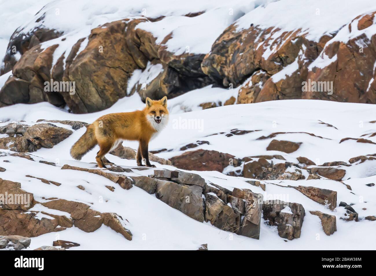 Red Fox, Vulpes vulpes deletrix, Jagd bei breitem Tageslicht auf Fogo Island, Neufundland, Kanada Stockfoto