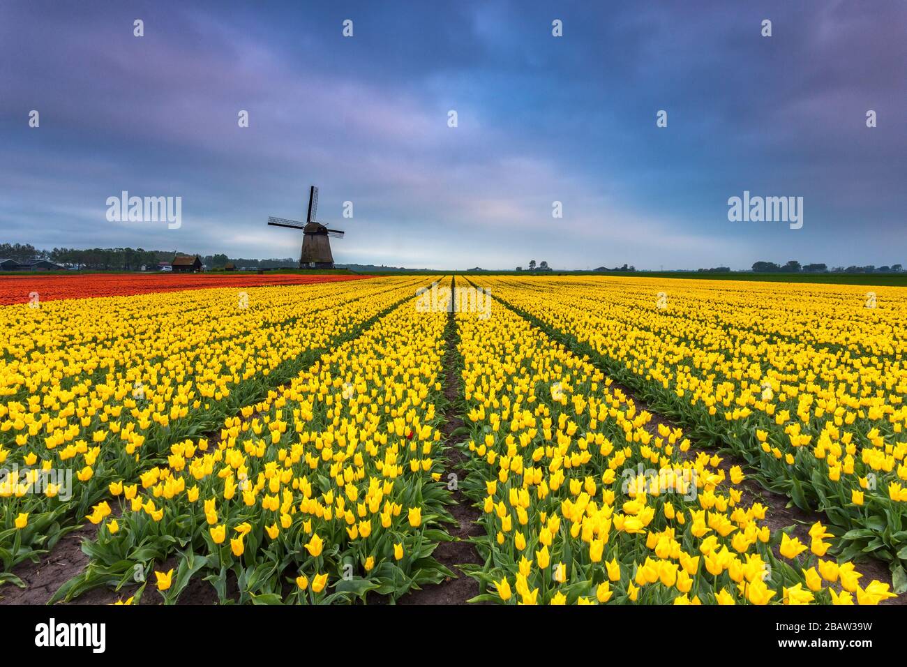 Rote Tulpen und ein blauer Himmel bei Sonnenaufgang bei einer historischen Windmühle im Frühjahr. Berkmeer, Koggenland, Nordholland, Niederlande, Europa. Stockfoto