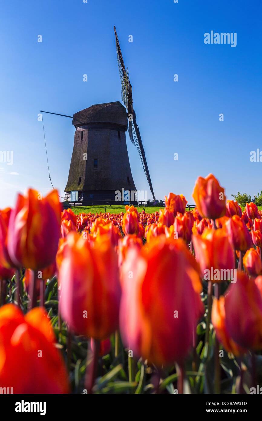 Rote Tulpen und ein blauer Himmel bei Sonnenaufgang bei einer historischen Windmühle im Frühjahr. Berkmeer, Koggenland, Nordholland, Niederlande, Europa. Stockfoto