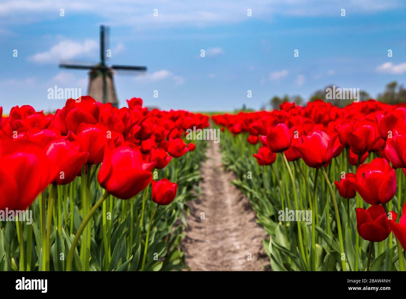 Wolken auf Feldern mit mehrfarbigen Tulpen und Windmühle. Berkmeer, Koggenland, Nordholland, Niederlande, Europa. Stockfoto