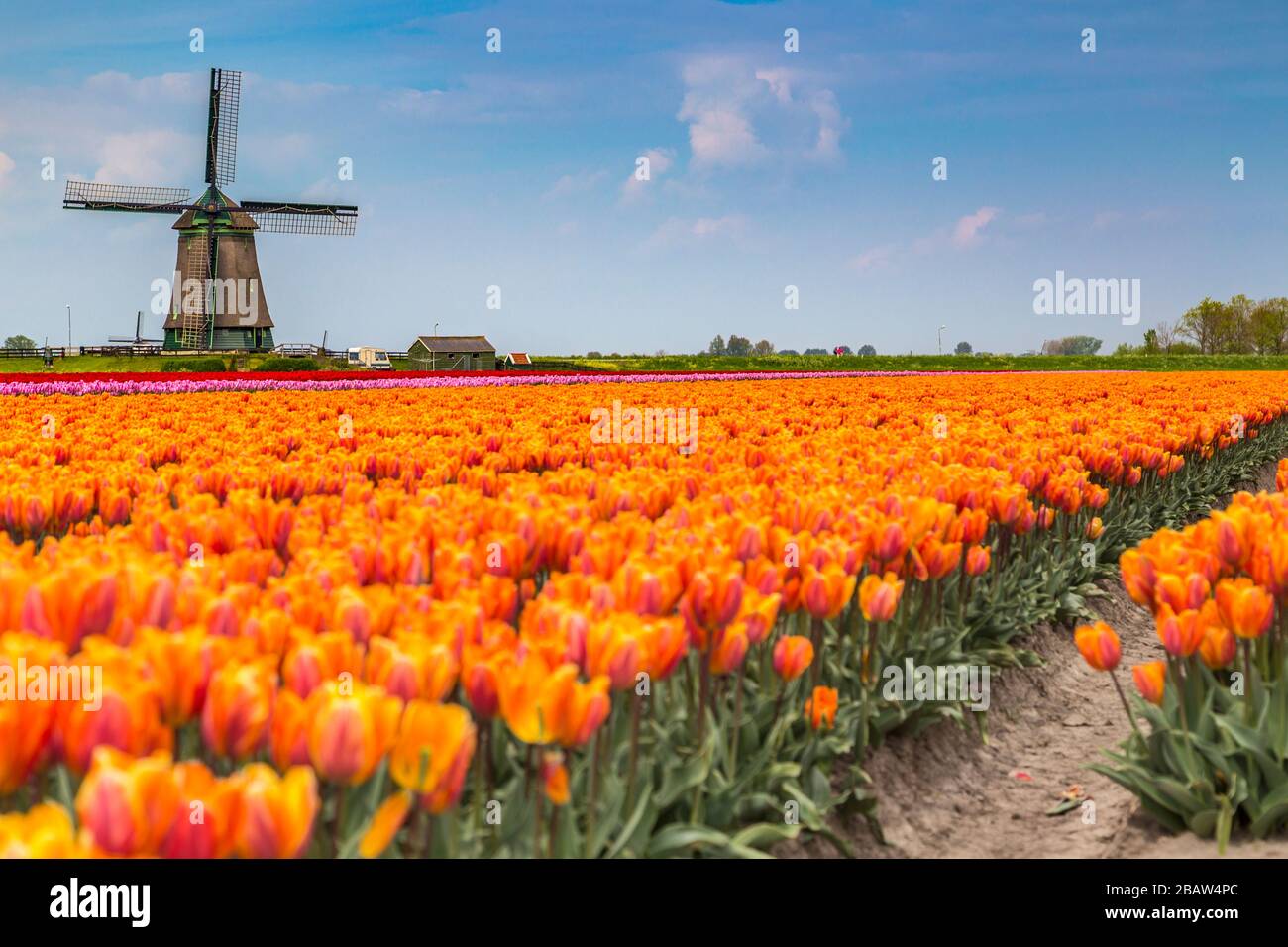 Wolken auf Feldern mit mehrfarbigen Tulpen und Windmühle. Berkmeer, Koggenland, Nordholland, Niederlande, Europa. Stockfoto