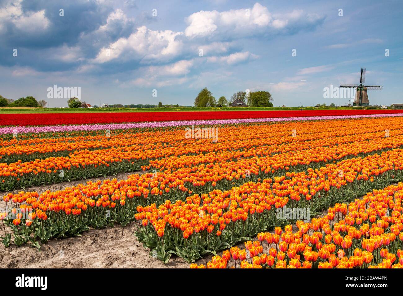 Dunkle Wolken auf Feldern mit bunten Tulpen und Windmühle. Berkmeer, Koggenland, Nordholland, Niederlande, Europa. Stockfoto