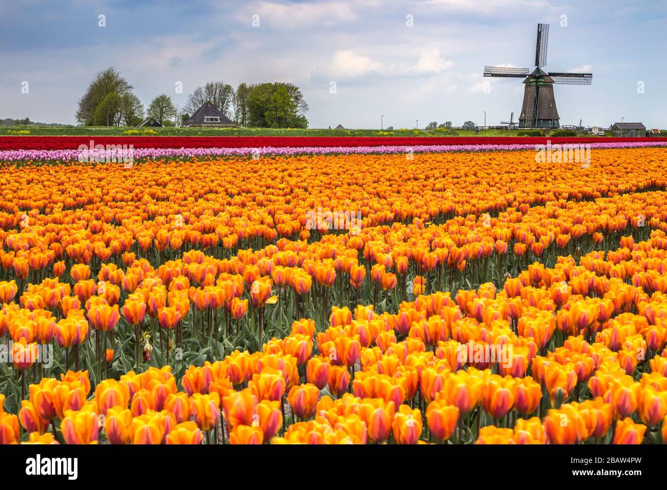 Dunkle Wolken auf Feldern mit bunten Tulpen und Windmühle. Berkmeer, Koggenland, Nordholland, Niederlande, Europa. Stockfoto