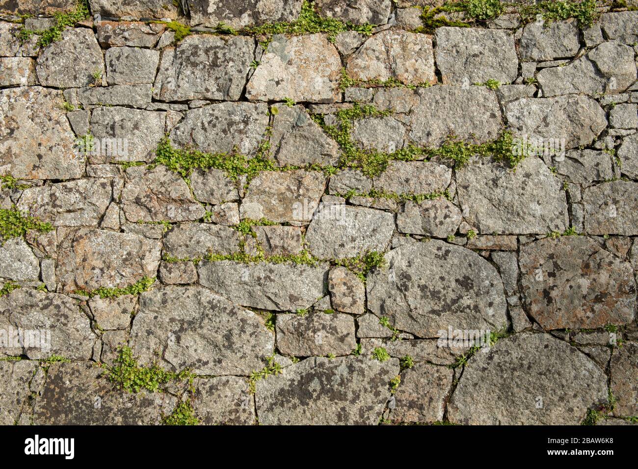 Natursteinwand aus Granit mit Unkraut, das in den Rissen wächst, Hintergrund. Jersey, Kanalinseln, Stockfoto