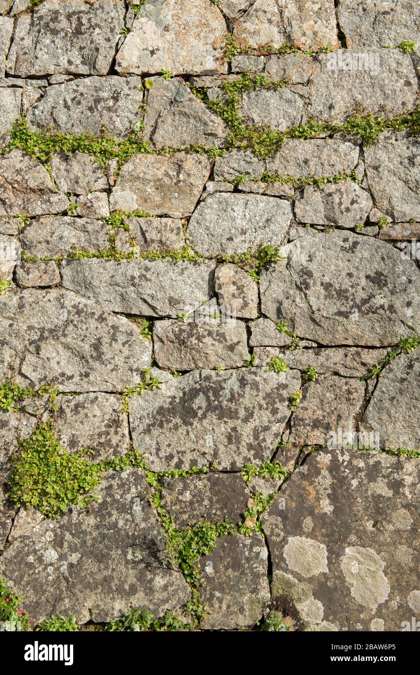 Natursteinwand aus Granit mit Unkraut, das in den Rissen wächst, Hintergrund. Jersey, Kanalinseln, Stockfoto