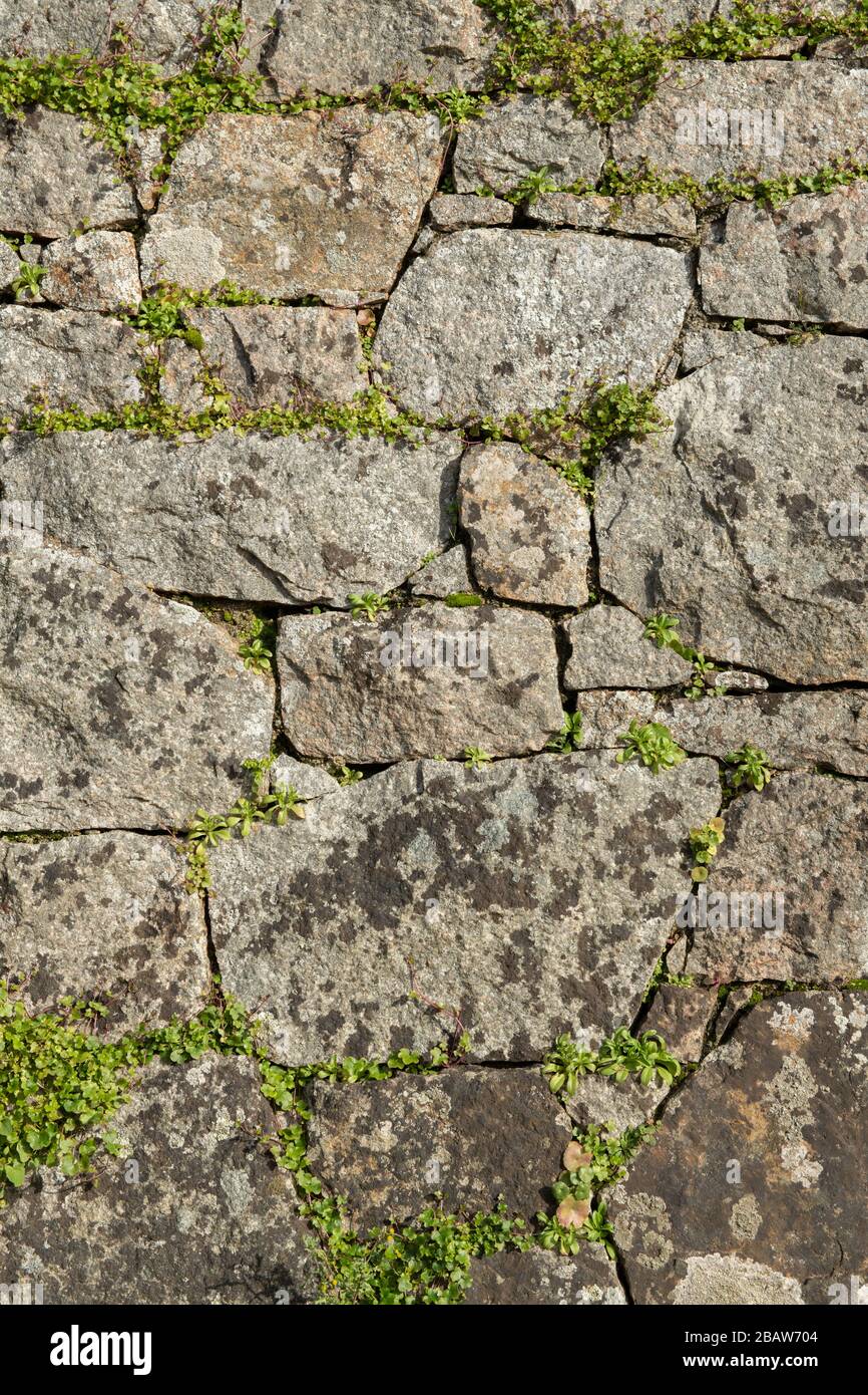 Natursteinwand aus Granit mit Unkraut, das in den Rissen wächst, Hintergrund. Jersey, Kanalinseln, Stockfoto