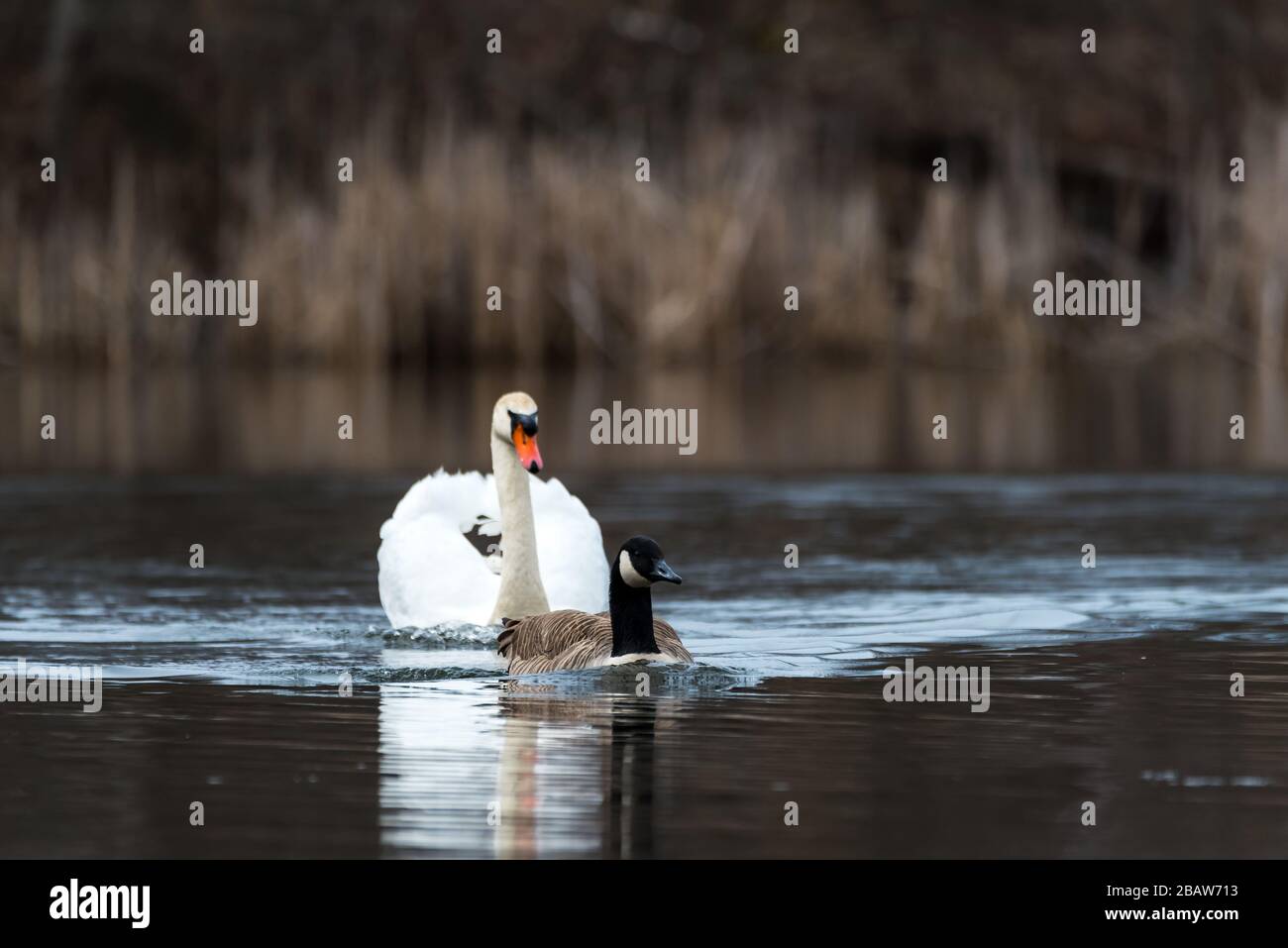 Aggressiver Mute Swan folgt und greift eine Canada Goose bei Horns Pond, Woburn, MA an. Stockfoto