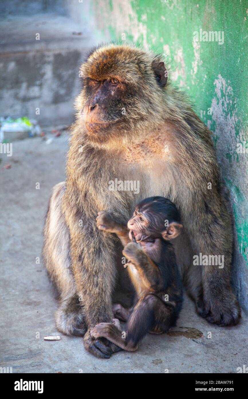Eine Mutter und ein Baby barbary Affe (Macaca Sylvanus) am Top of the Rock, Gibraltar Stockfoto