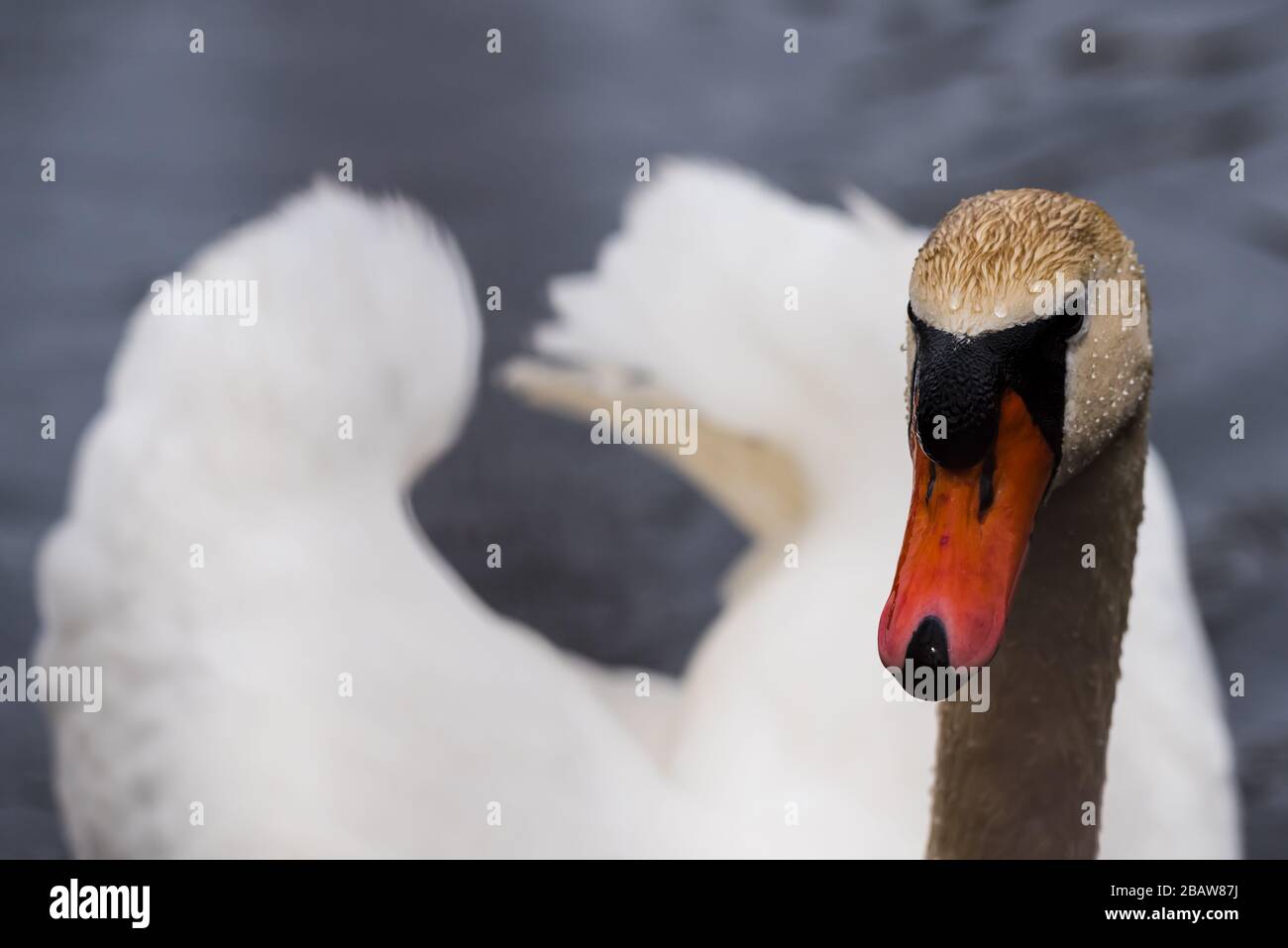 Nahaufnahme von Mute Swan in aggressiver Haltung mit hinter dem Kopf gewellten Flügeln. Stockfoto