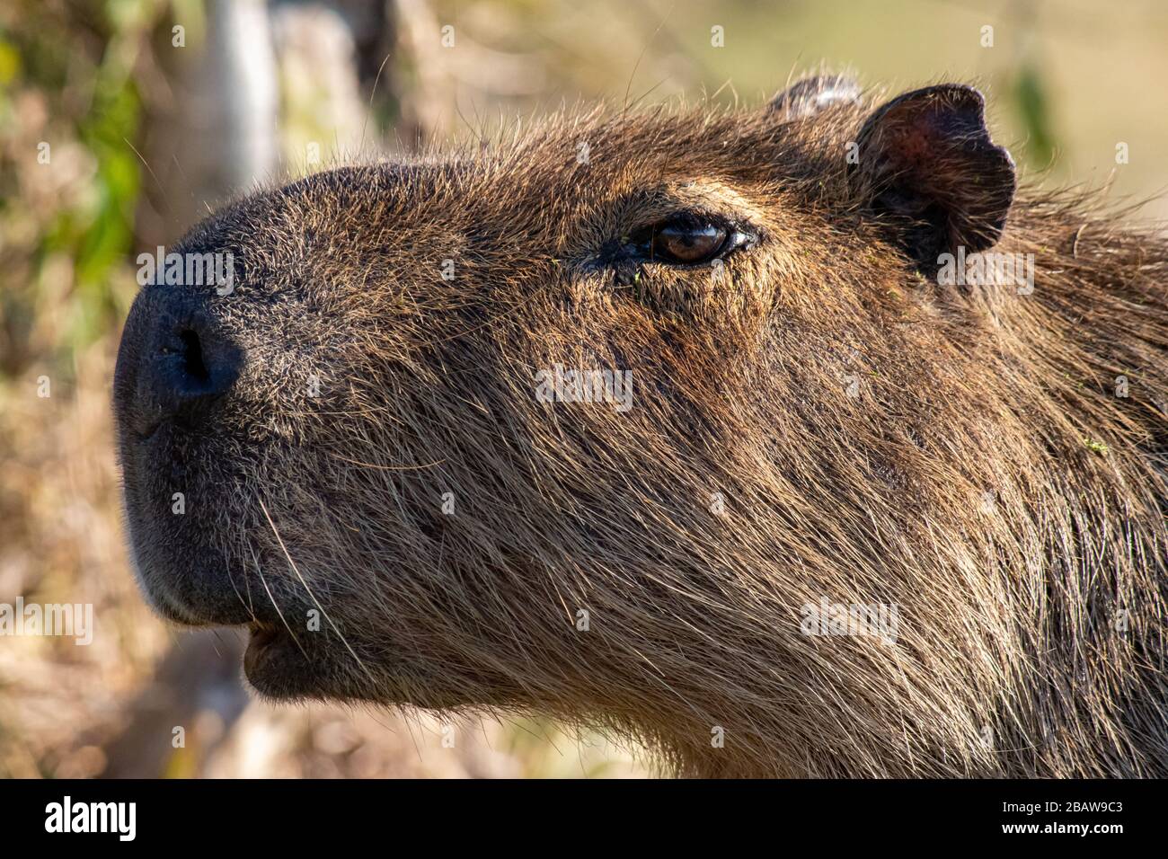 Capybara, Ibera-Nationalpark, Argentinien Stockfoto