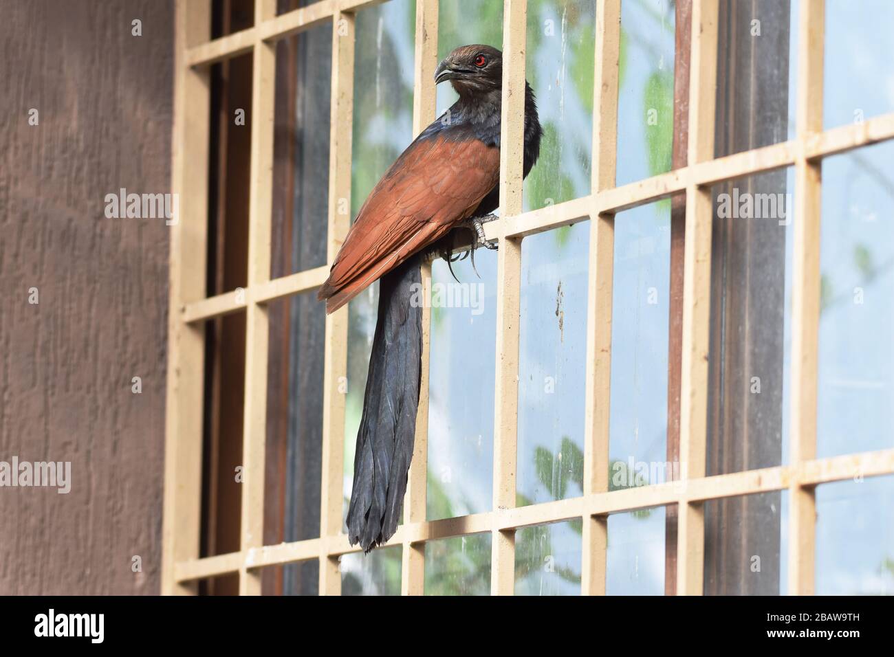 Voller Blick auf den Coucal Coccal oder Cuckoo oder Crow Fasan, Centropus sinensis sitzend im Haus in Indien auf dem Fenster Stockfoto
