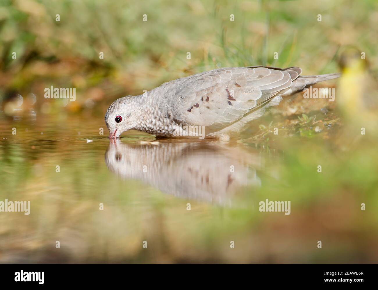 Common Ground Dove (Columbina passerina) Trinkwasser, Texas, USA Stockfoto