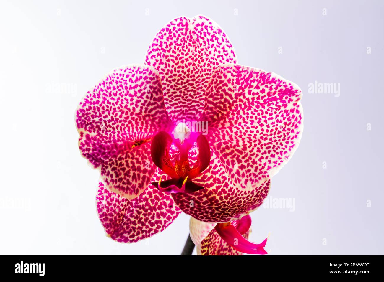 Nahaufnahme der blühenden Orchideenblume; Orchidaceen; eine der beiden größten Familien der blühenden Pflanzen Stockfoto