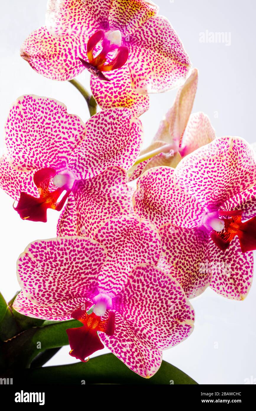 Nahaufnahme der blühenden Orchideenblume; Orchidaceen; eine der beiden größten Familien der blühenden Pflanzen Stockfoto