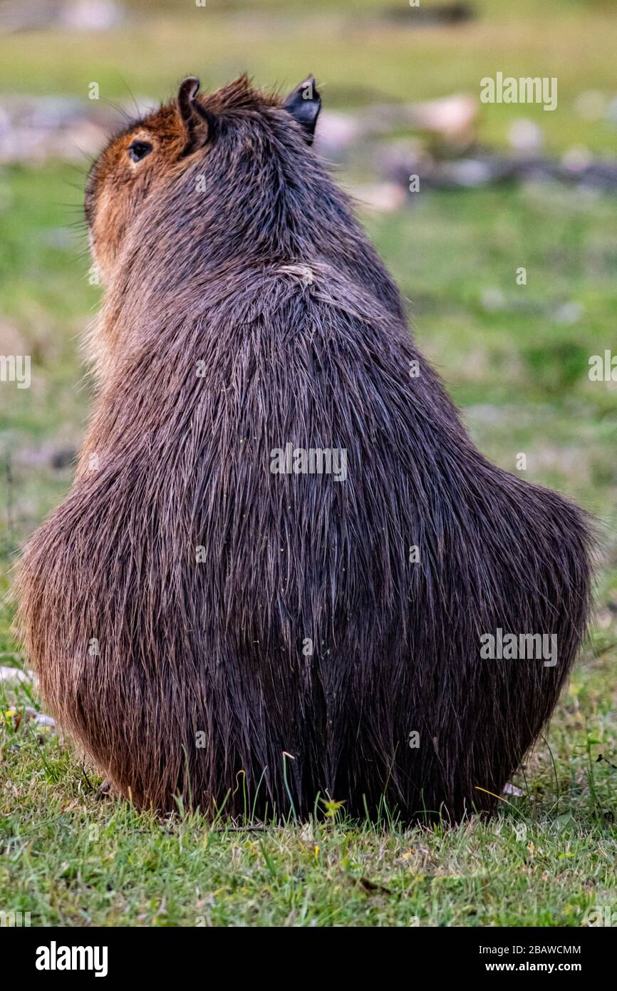 Sieht mein Bum darin groß aus? Capybara Stockfoto