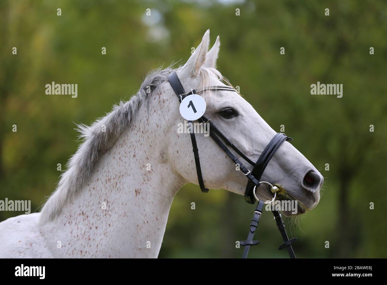 Gesicht eines reinrassigen grauen Pferdes. Porträt der schönen grauen Stute. Ein Kopfschuss eines einzelnen Pferdes. Graues Pferd Nahaufnahme Portrait mit geflochtener Mähne auf der BRE Stockfoto