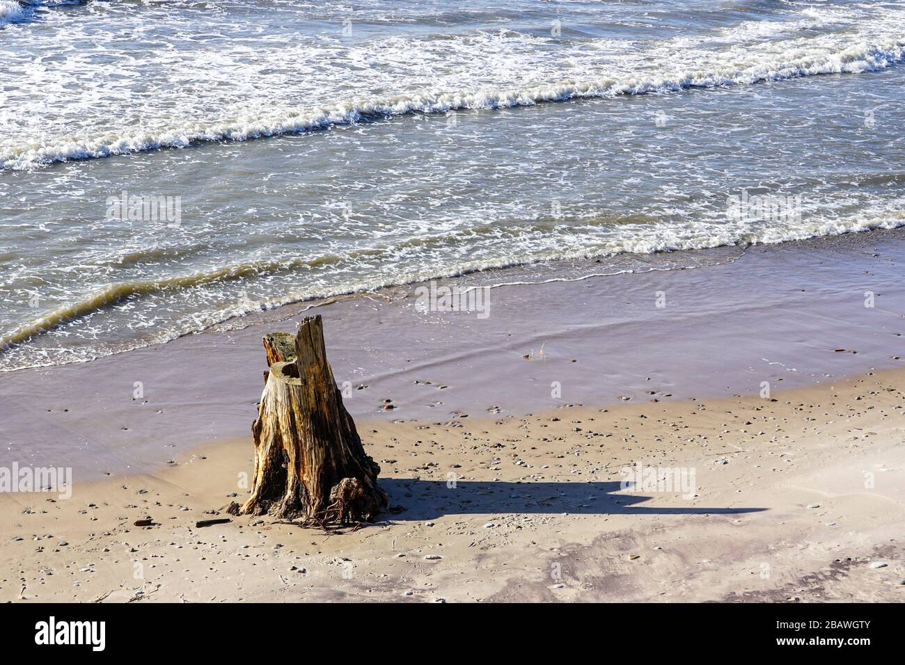 Küstenansicht der Ostsee, Erosion spülte Baumstumpf am Ufer Stockfoto