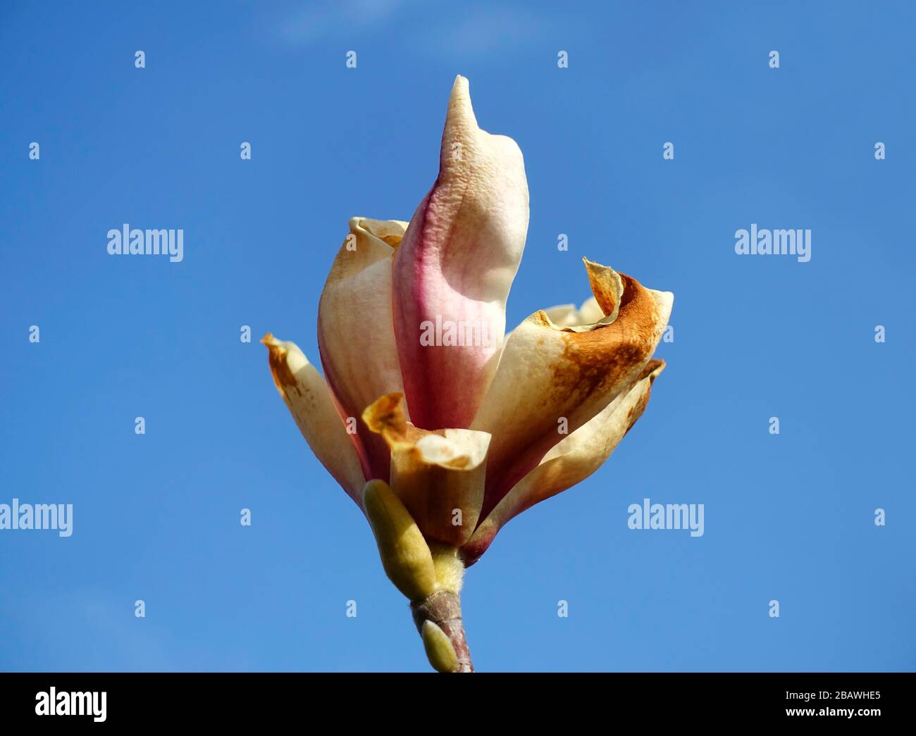 Frostschäden an einem magnolienbaum Stockfoto