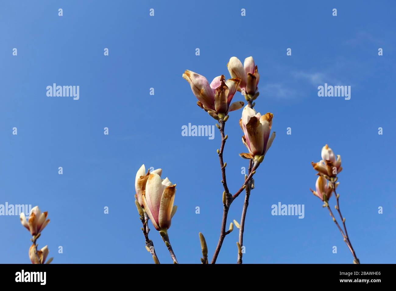 Frostschäden an einem magnolienbaum Stockfoto