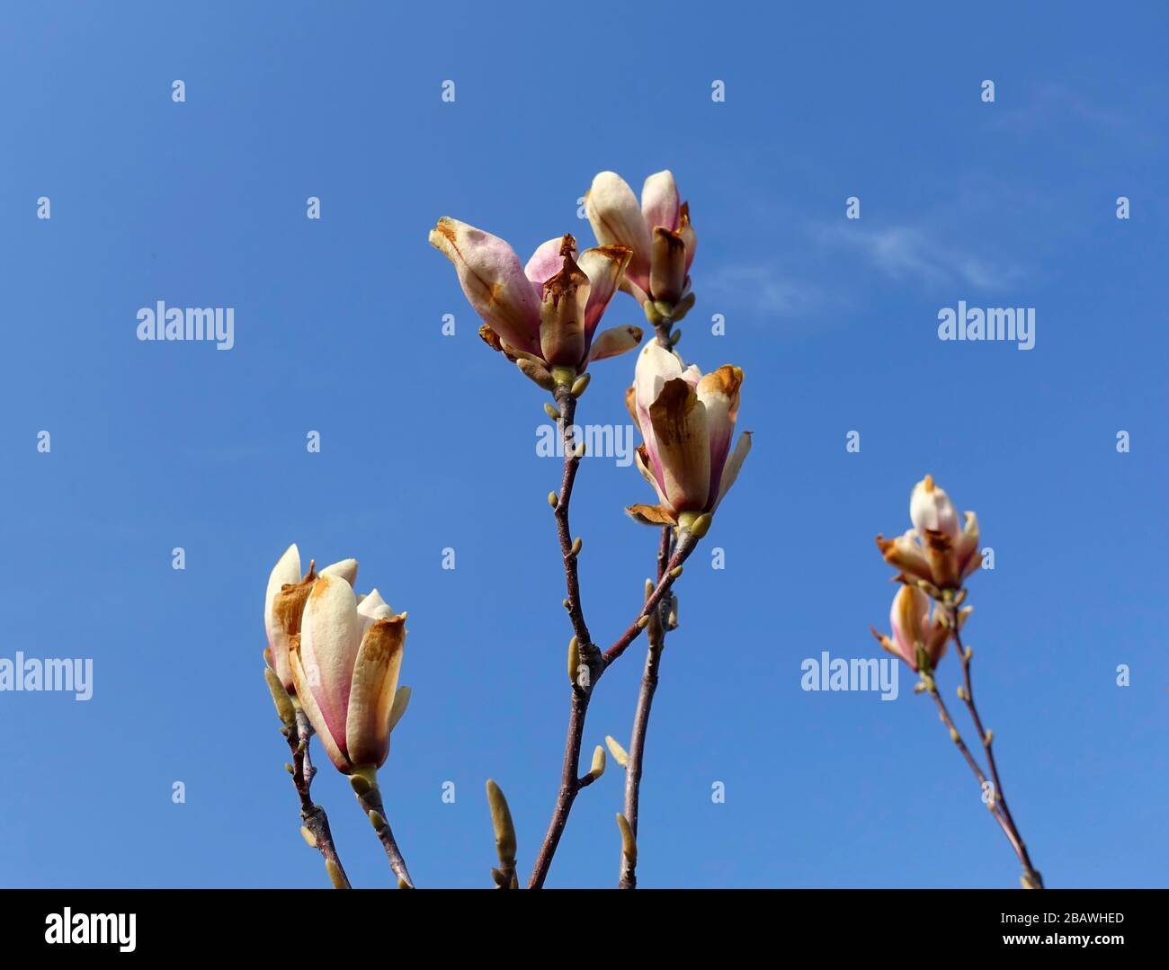 Frostschäden an einem magnolienbaum Stockfoto